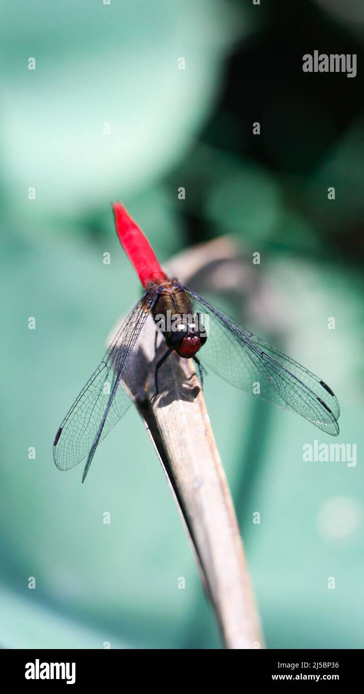closeup macro shot of a scarlet red tailed dragonfly sitting on a dry leaf in the green forest on a summer day Stock Photo