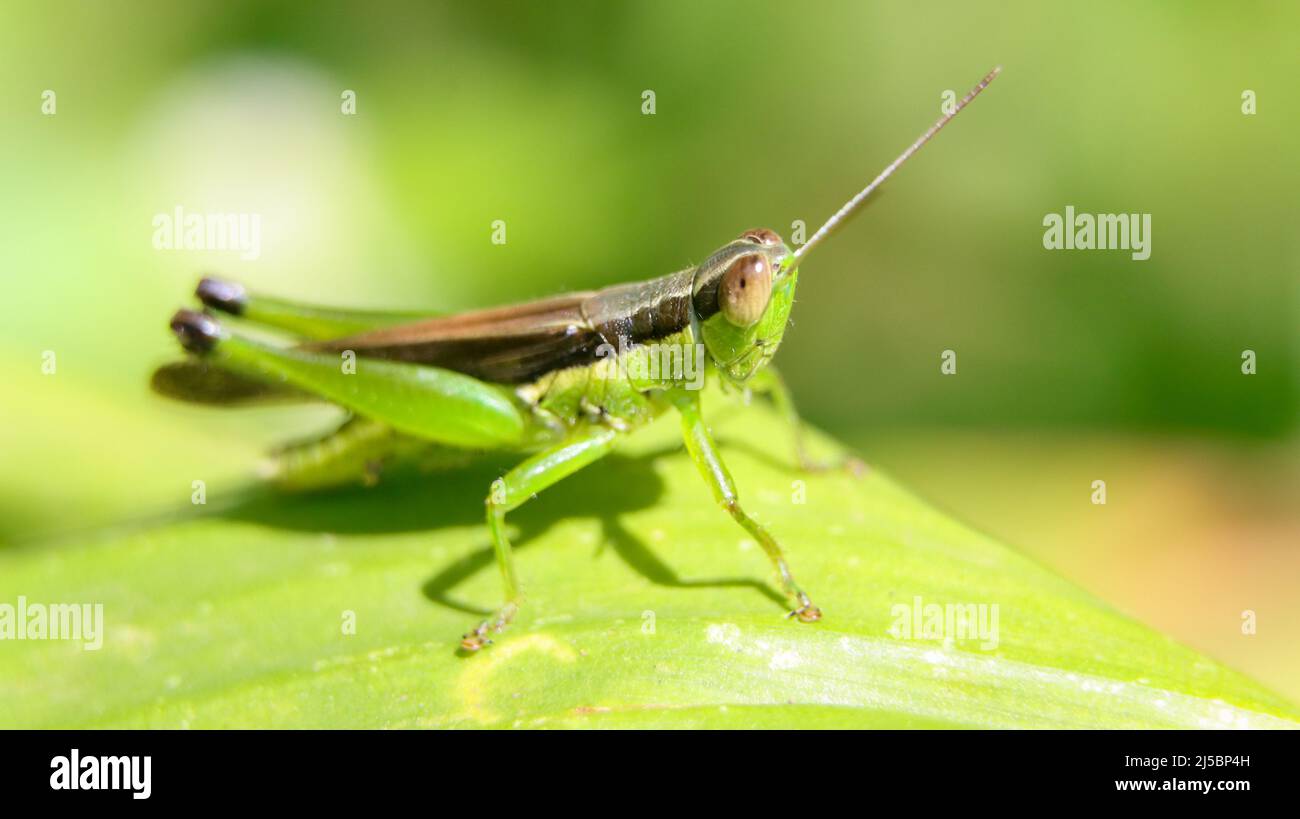 a green grasshopper with a brown line on its back sitting on a leaf in the garden on a sunny day Stock Photo