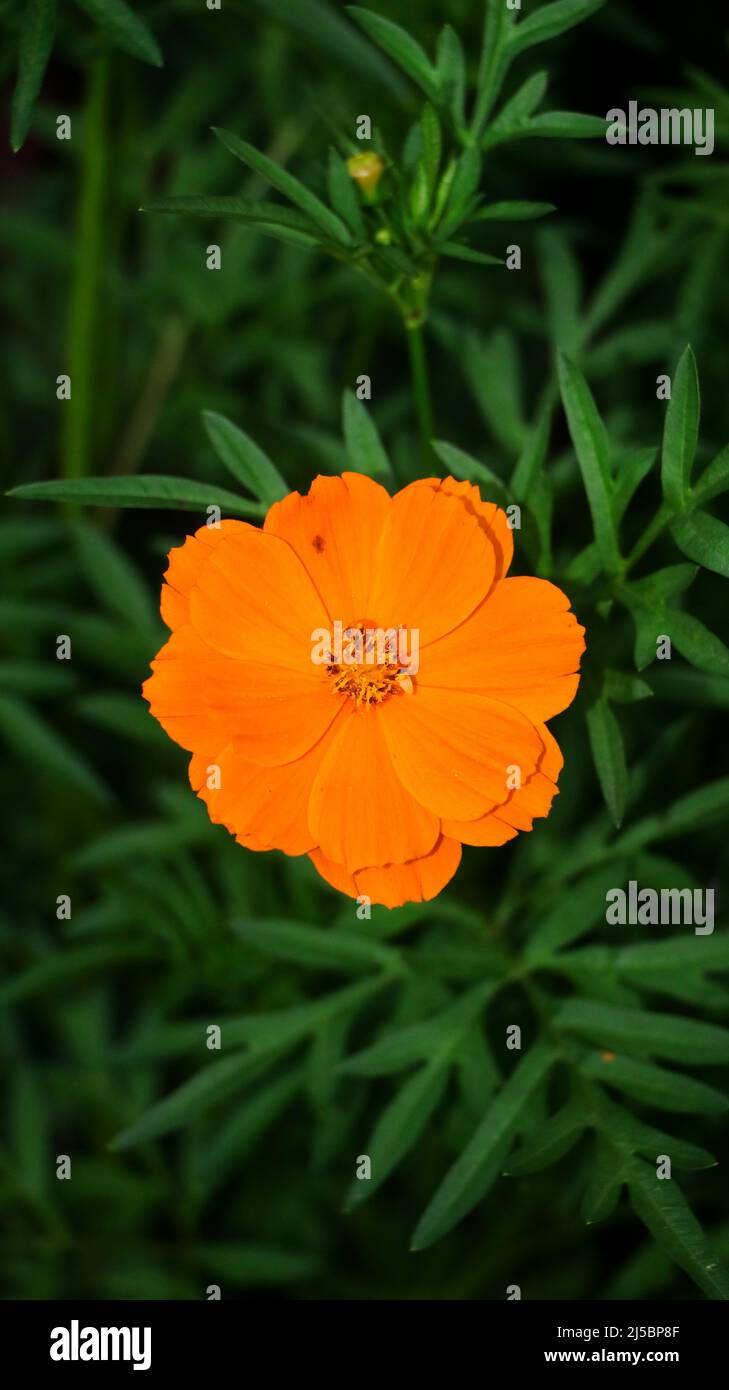 vertical shot of an orange sulfur cosmos flower of the sunflower family isolated in a green leafy background Stock Photo