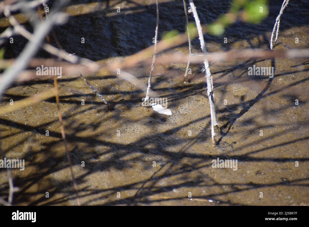 natterjack toad in a swamp lake Stock Photo - Alamy