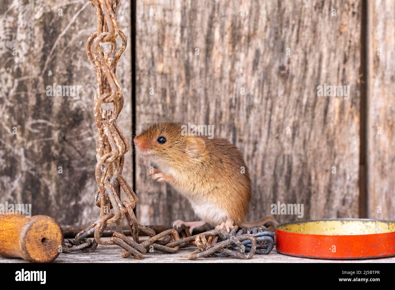 A Harvest Mouse with vintage tools inside a toolshed Stock Photo - Alamy