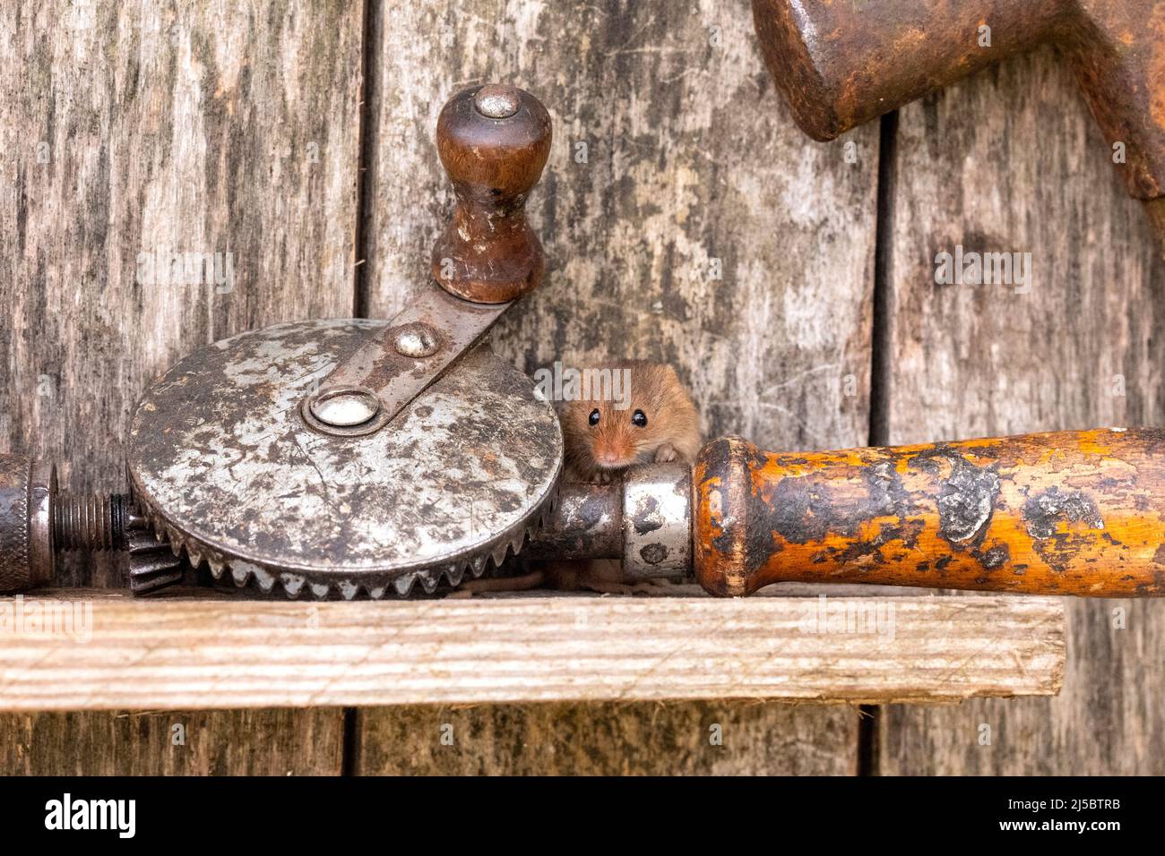 A Harvest Mouse with vintage tools inside a toolshed Stock Photo - Alamy