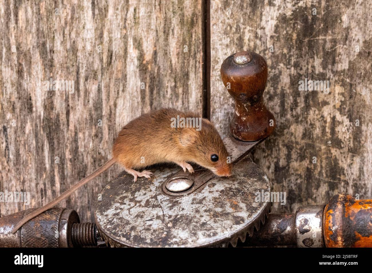 A Harvest Mouse with vintage tools inside a toolshed Stock Photo - Alamy