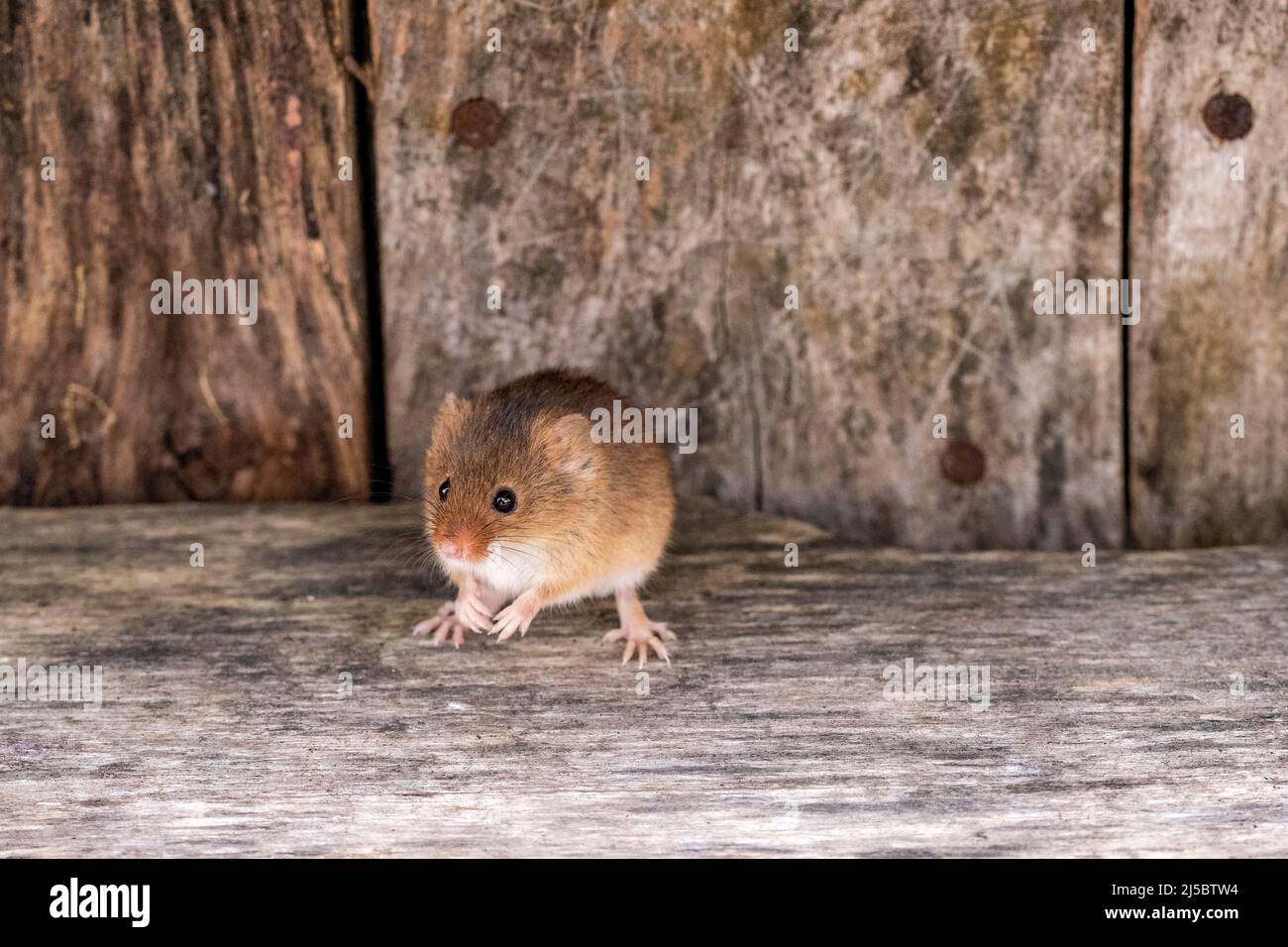 A Harvest Mouse with vintage tools inside a toolshed Stock Photo - Alamy