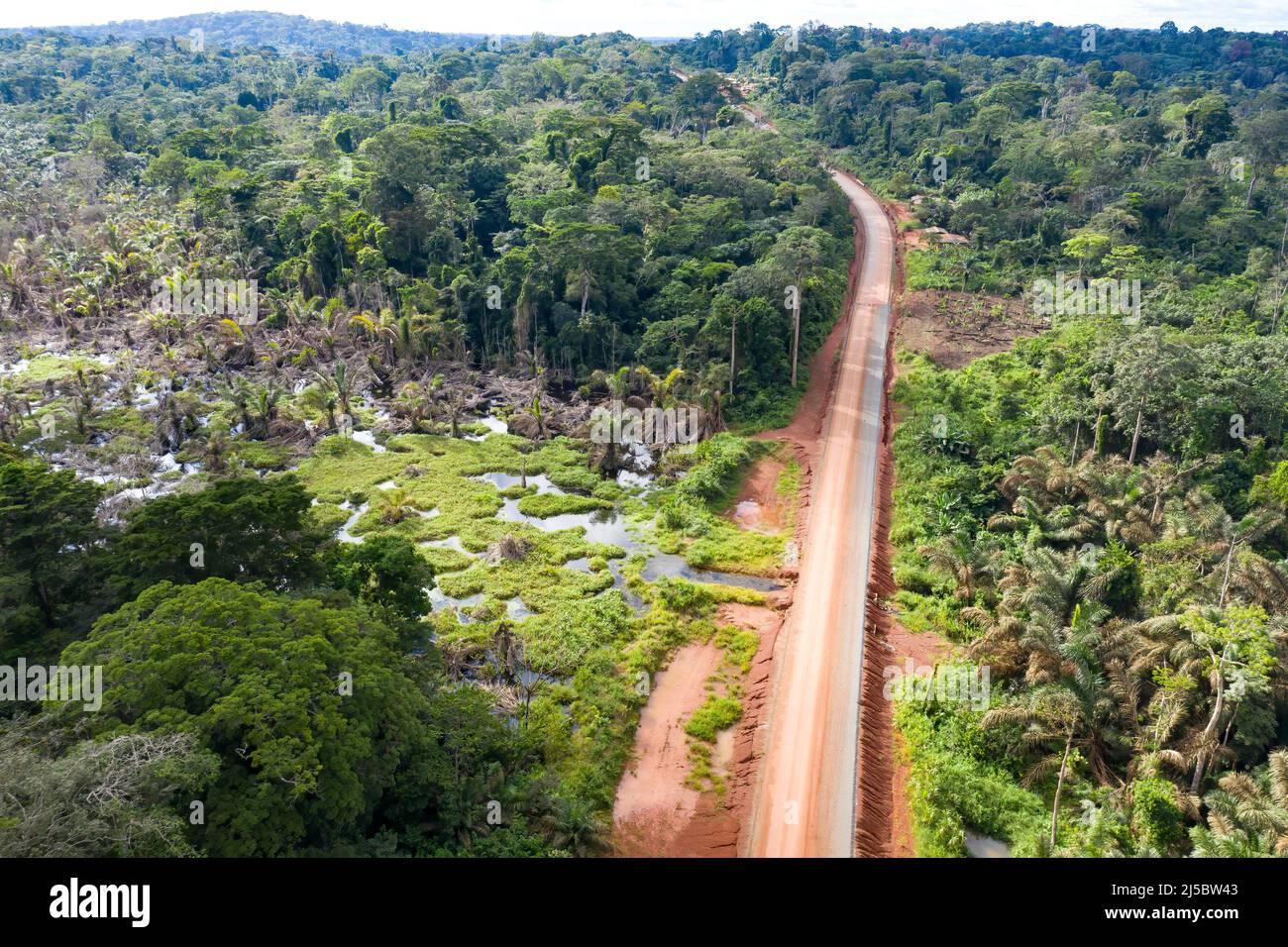 Rainforest of Dja national park, Cameroon Stock Photo - Alamy