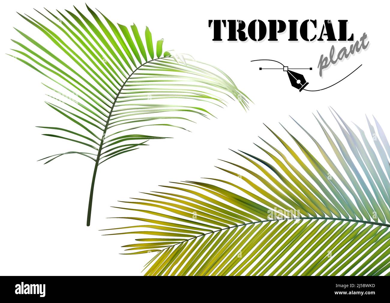 Set of Tropical Palm Leaves Stock Vector Image & Art - Alamy
