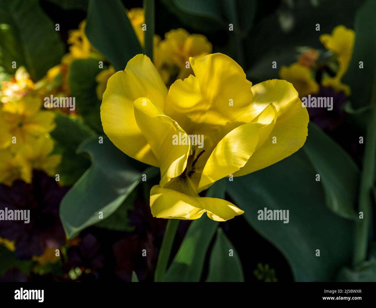 Beautiful yellow tulip in the spring season in London Stock Photo