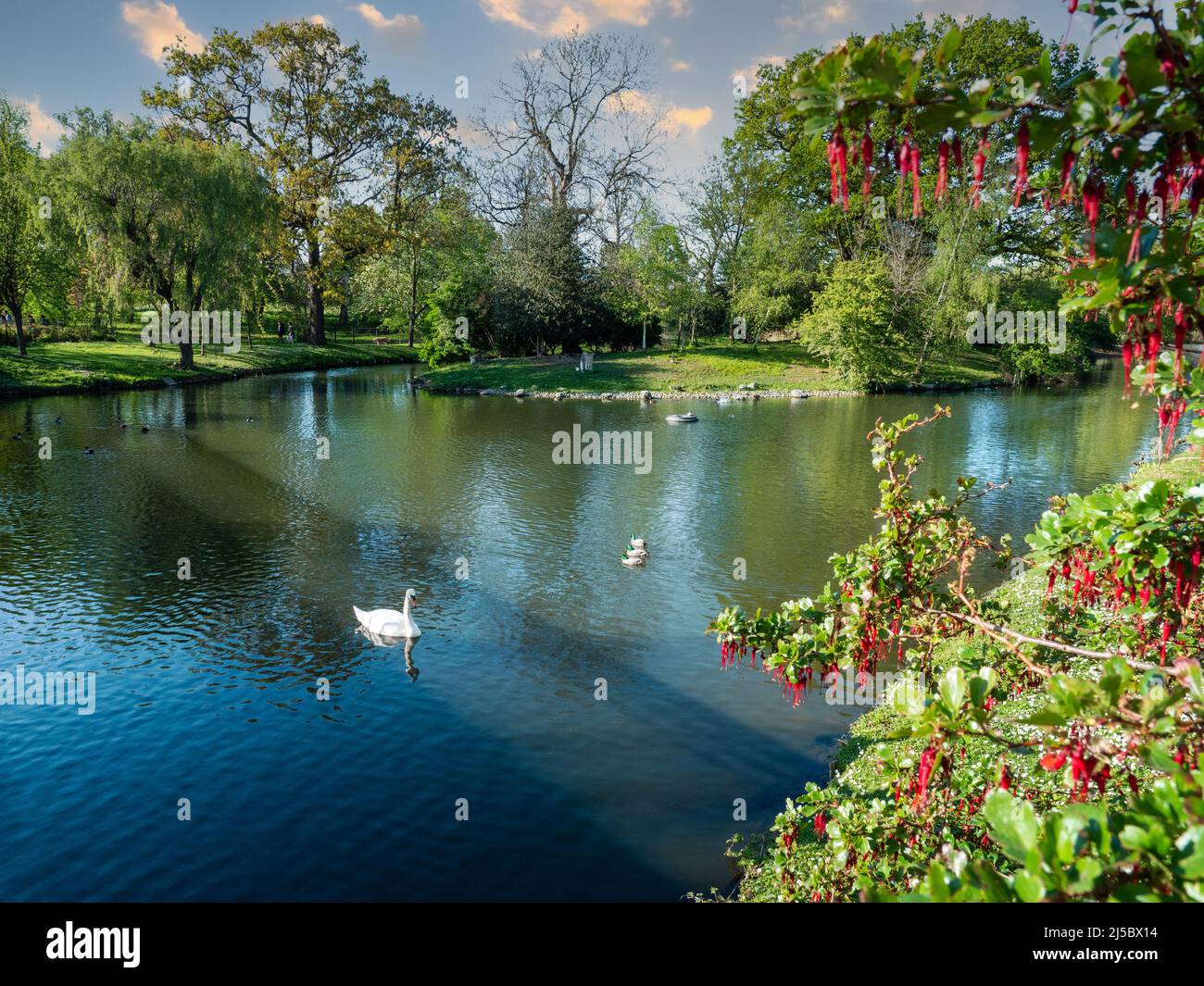 Spring landscape of a pond and fresh vegetation in Regents Park in London Stock Photo