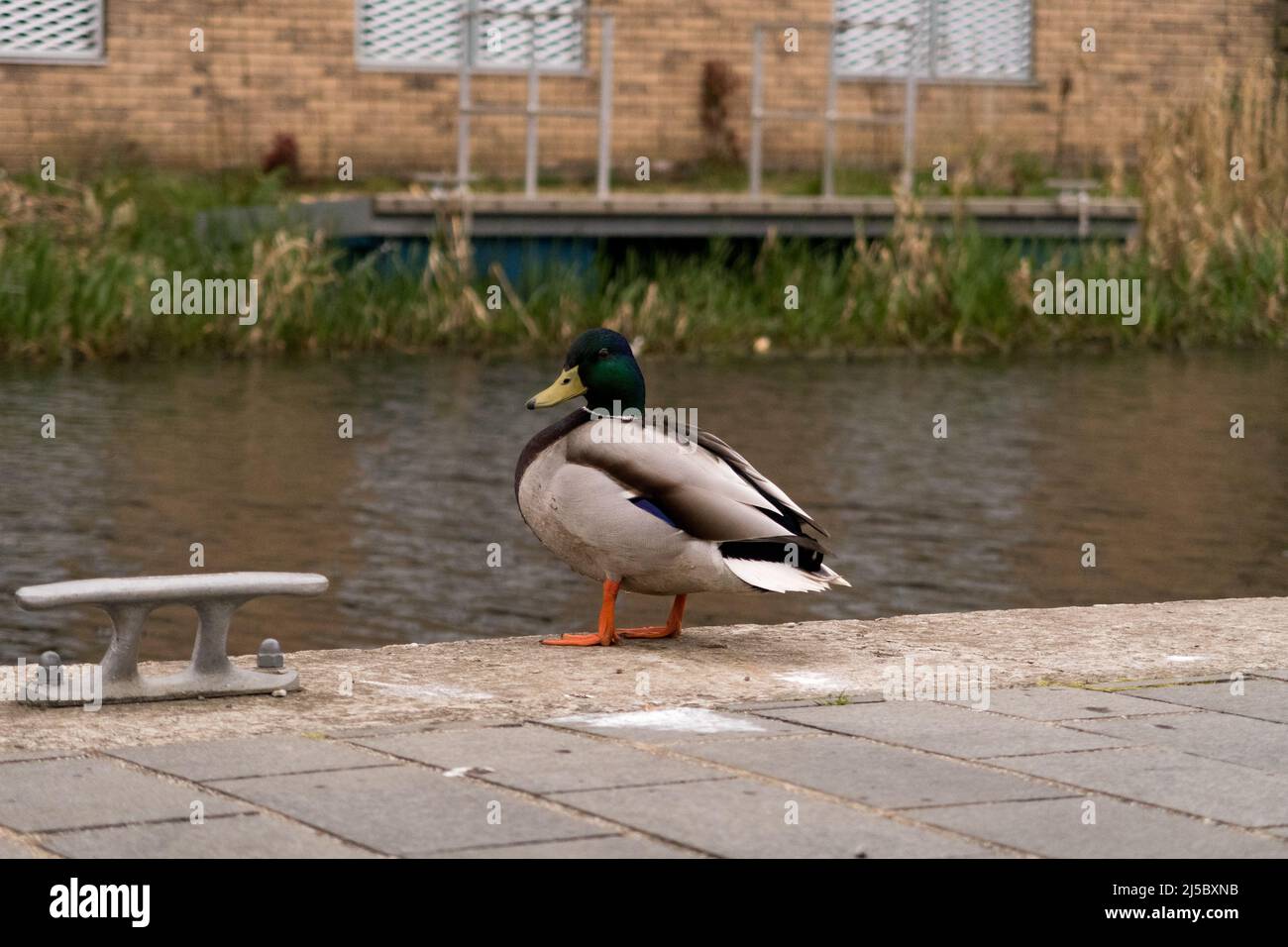 A duck resting beside a flowing canal Stock Photo