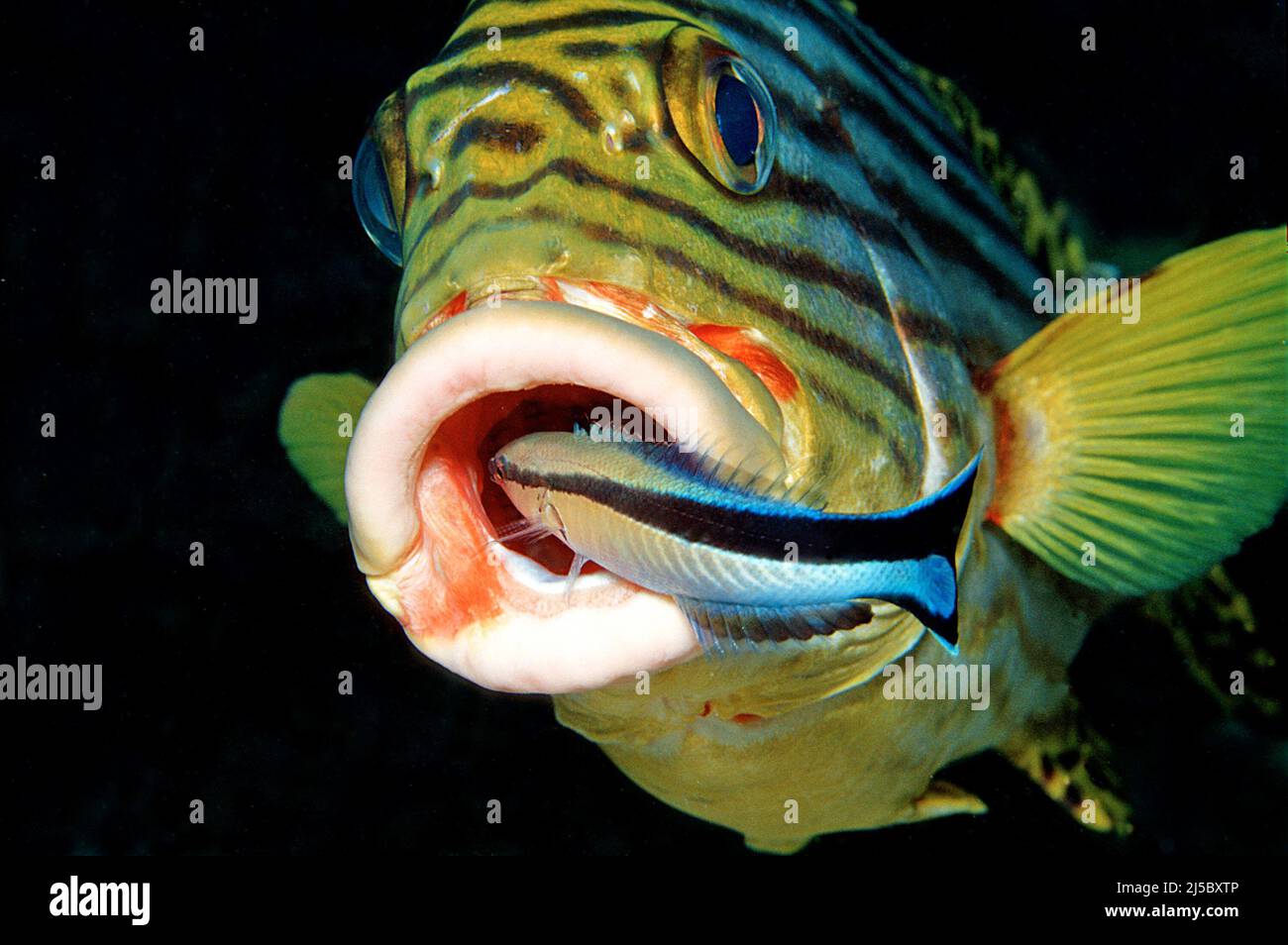 Labroides Fish Cleaner fishes (Labroides dimidiatus) cleaning a Oriental sweetlip ...