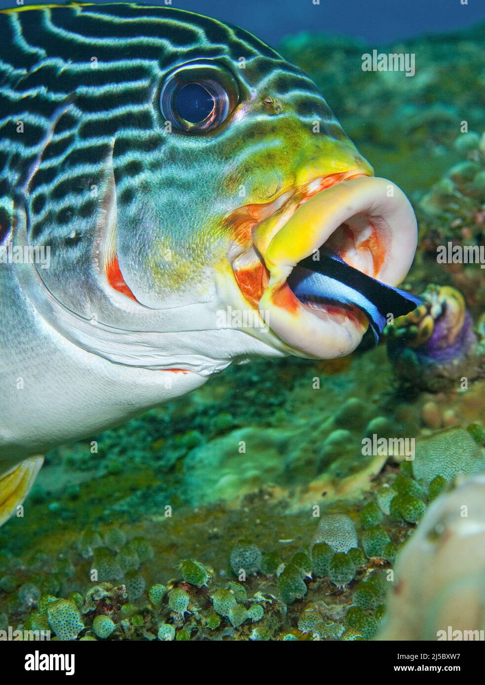 Cleaner fish (Labroides dimidiatus) cleaning a Lined sweetlip or