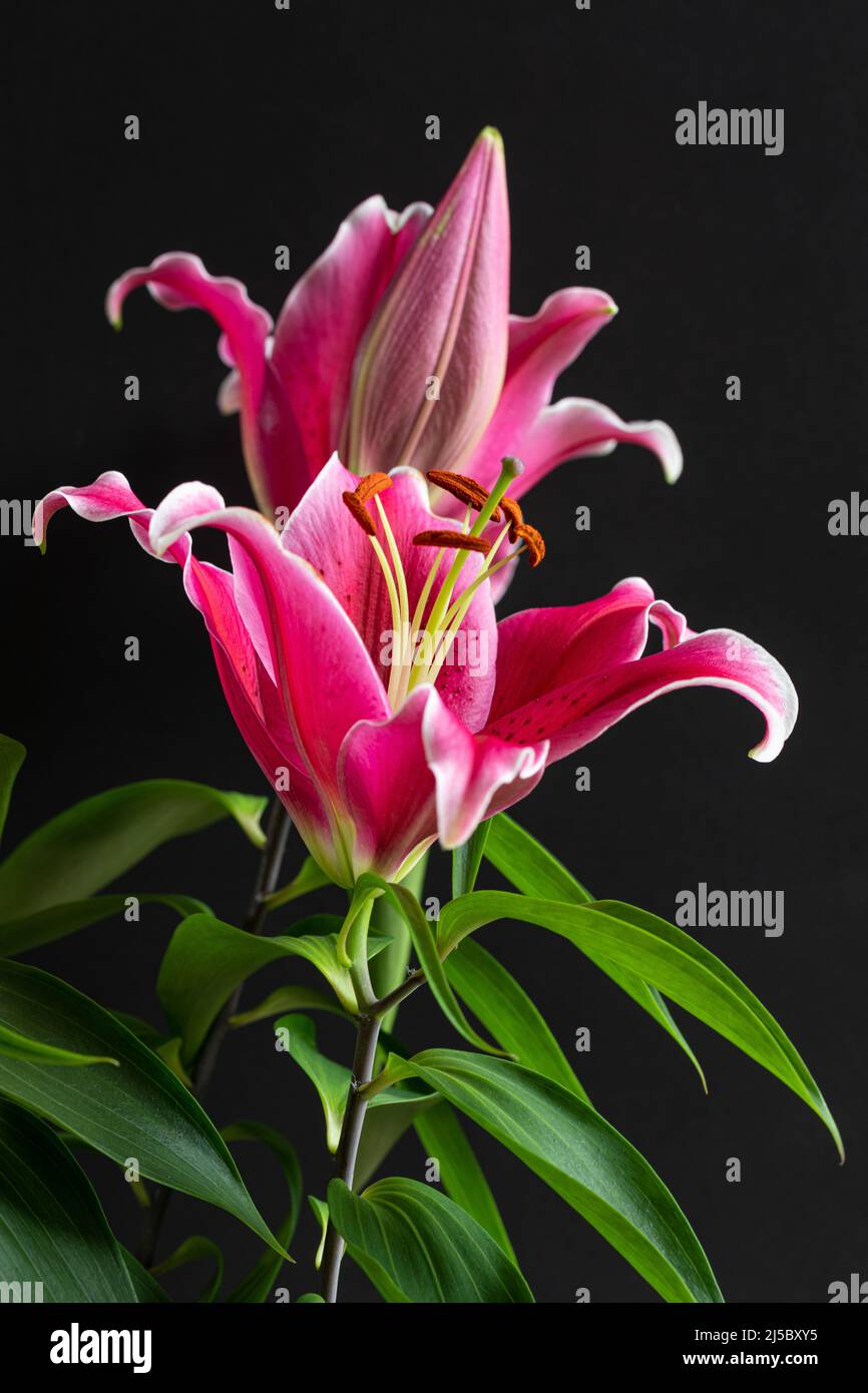 Close up of an open pink lily showing the stamen, anther & filament, petals and leaves against a black background. Studio shot Stock Photo