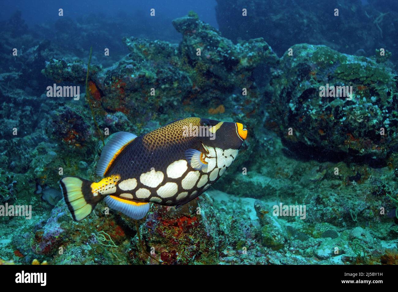 Clown Triggerfish or Big-spotted Triggerfish (Balistoides conspicillum) swimming in a coral reef, Ari Atoll, Maldives, Indian Ocean, Asia Stock Photo