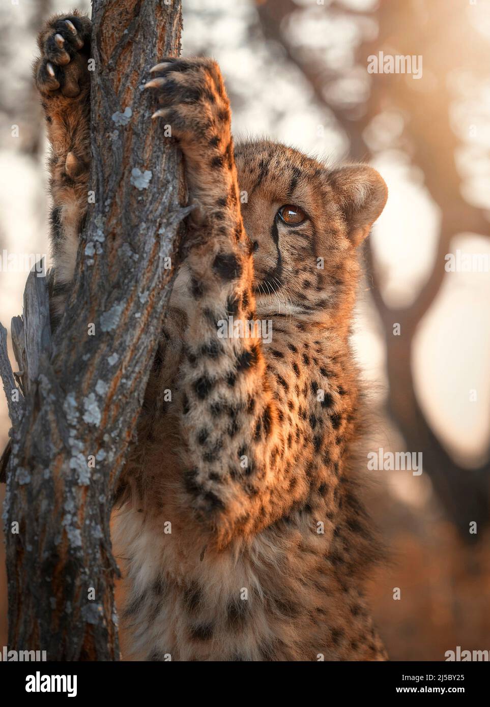 A cheetah climbing a tree. SOUTH AFRICA pictures of a