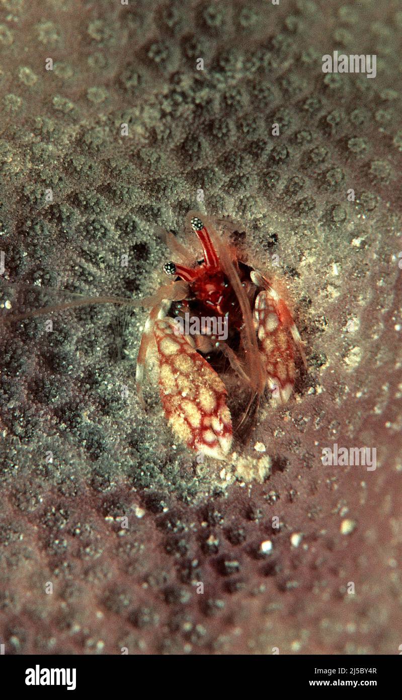 Coral Hermit Crab (Paguritta harmsi), lives in a coral, Maldives, Indian ocean, Asia Stock Photo