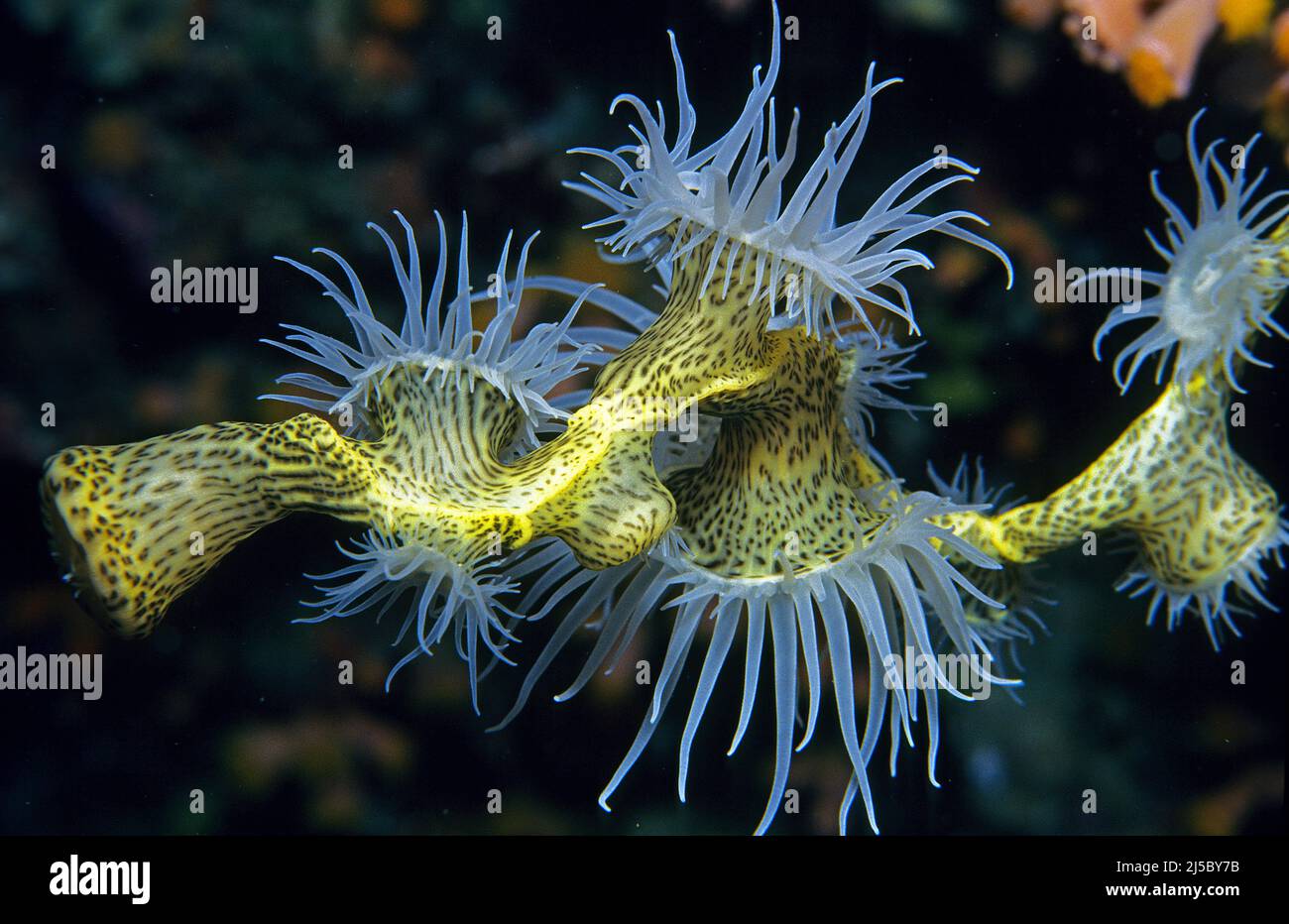 Gorgonian wrapper, colonial anemone or Zebra Striped Gorgonian Wrapper (Nemanthus annamensis), at night, Maldives, Indian ocean, Asia Stock Photo