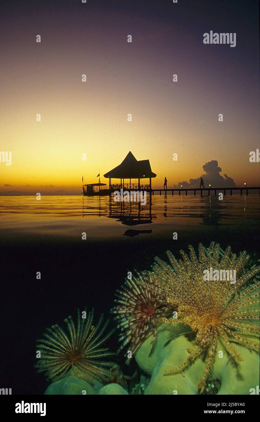 Split image, sunset at a Maldivian island, Feather star (Dichrometra flagellata), open in the coral reef, Ari-Atoll, Maldives, Indian Ocean, Asia Stock Photo