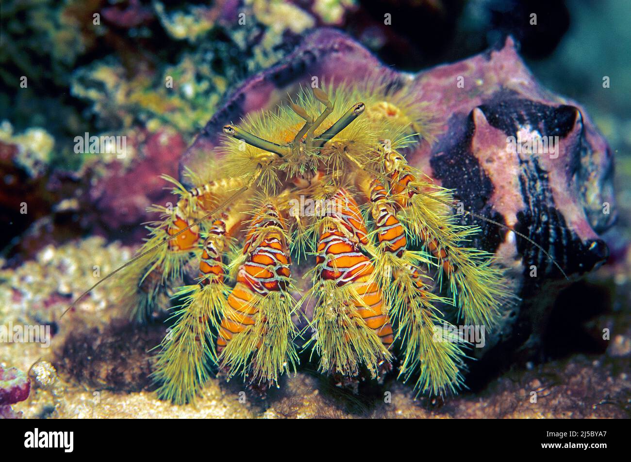 Hairy Orange Hermit Crab or Hairy Yellow Hermit Crab (Aniculus maximus) at night in a coral reef, Maldives, Indian Ocean, Asia Stock Photo