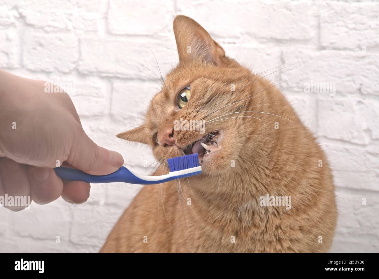 Cute ginger cat getting her teeth brushed by her owner Stock Photo Alamy