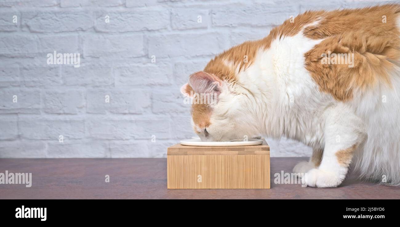 Side view of a tabby cat eating food from a food bowl. Panoramic image with copy space. Stock Photo