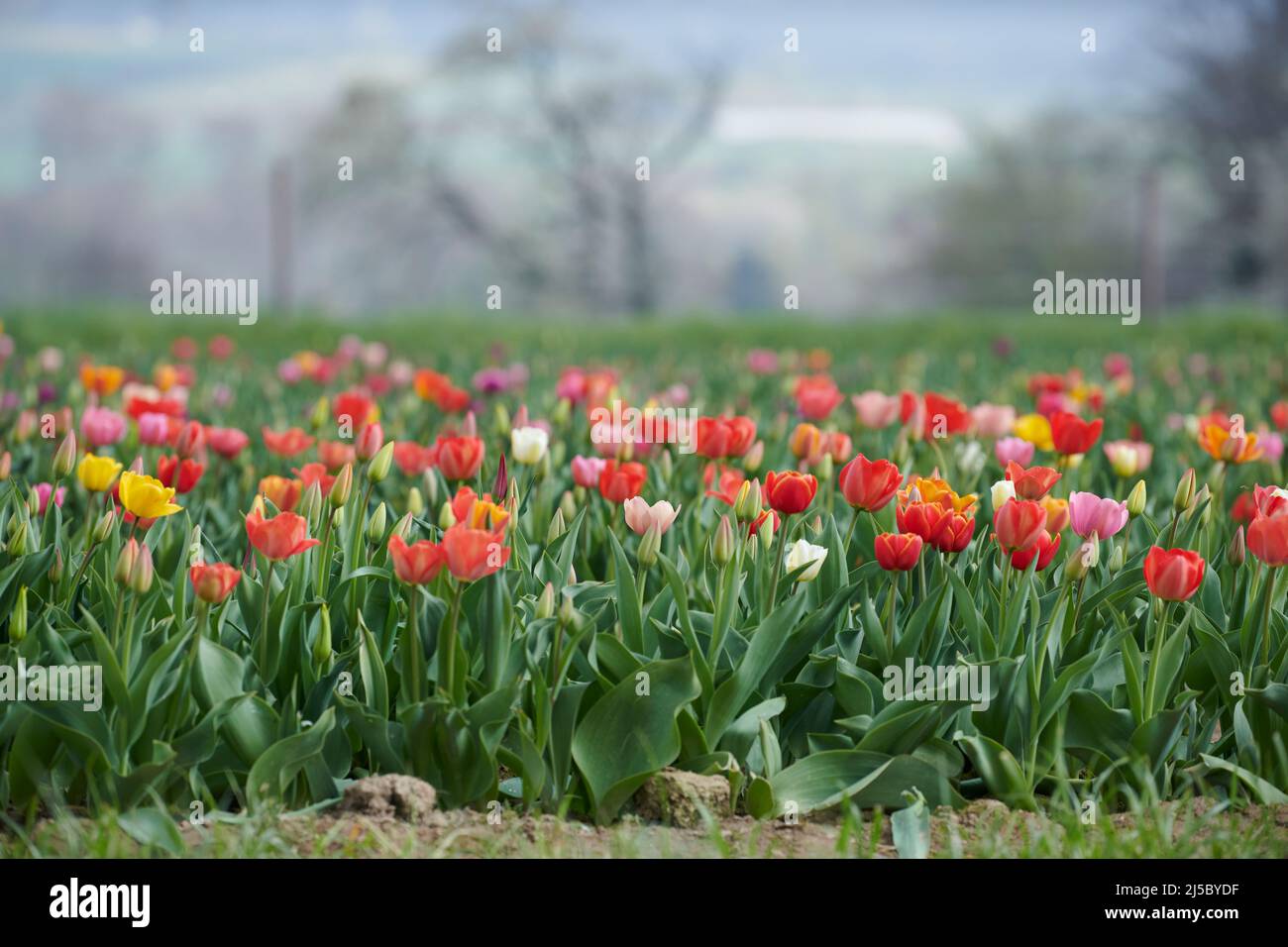Feld mit Tulpen zum selber pfluecken. Tulpen in verschiedenen Farben eines Landwirts laden zum