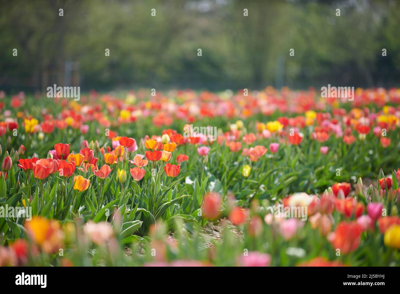Feld mit Tulpen zum selber pfluecken. Tulpen in verschiedenen Farben eines Landwirts laden zum selber pluecken ein. Stock Photo