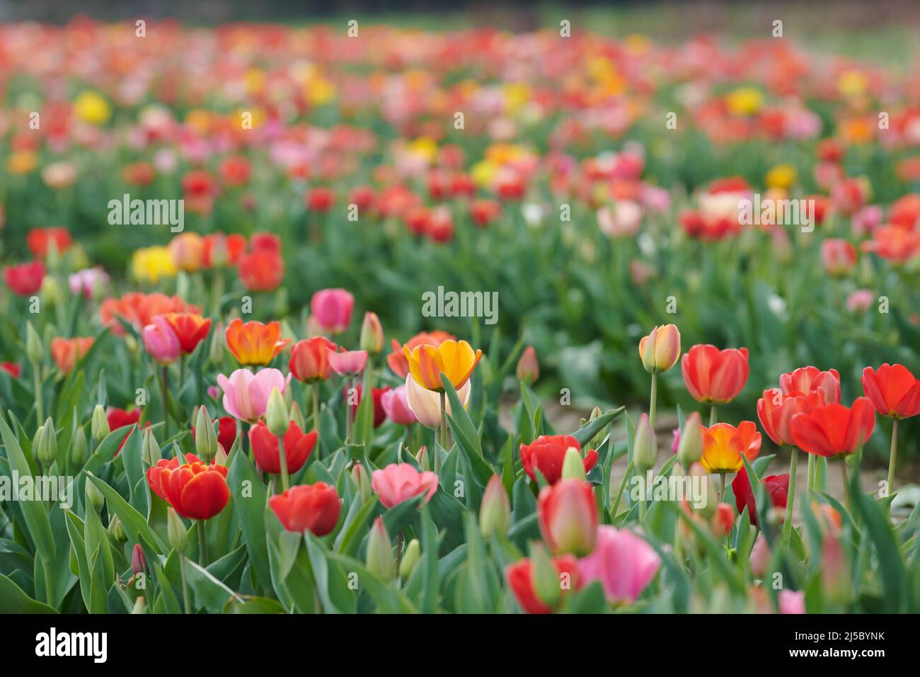 Feld mit Tulpen zum selber pfluecken. Tulpen in verschiedenen Farben eines Landwirts laden zum selber pluecken ein. Stock Photo