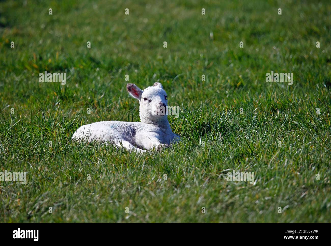 New born lambs in a grassy meadow Stock Photo