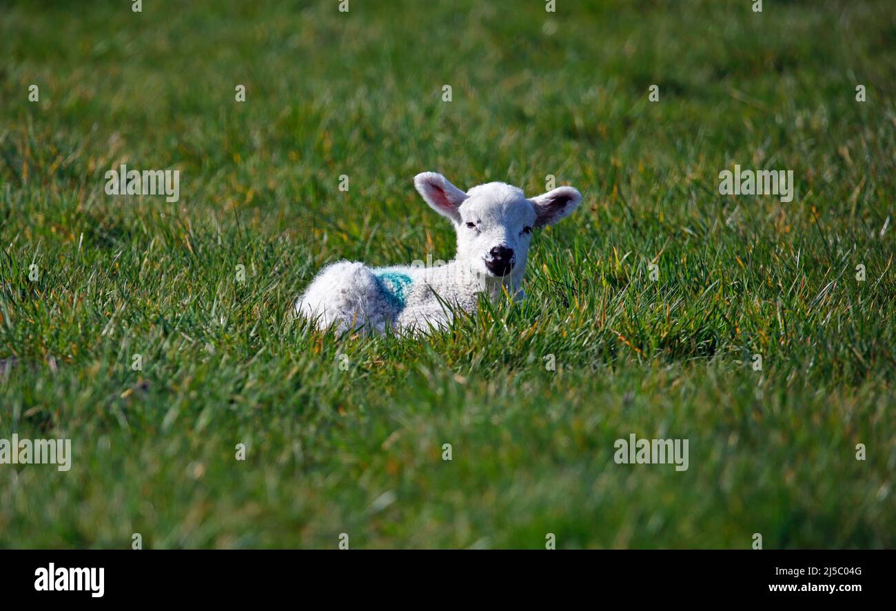 New born lambs in a grassy meadow Stock Photo Alamy
