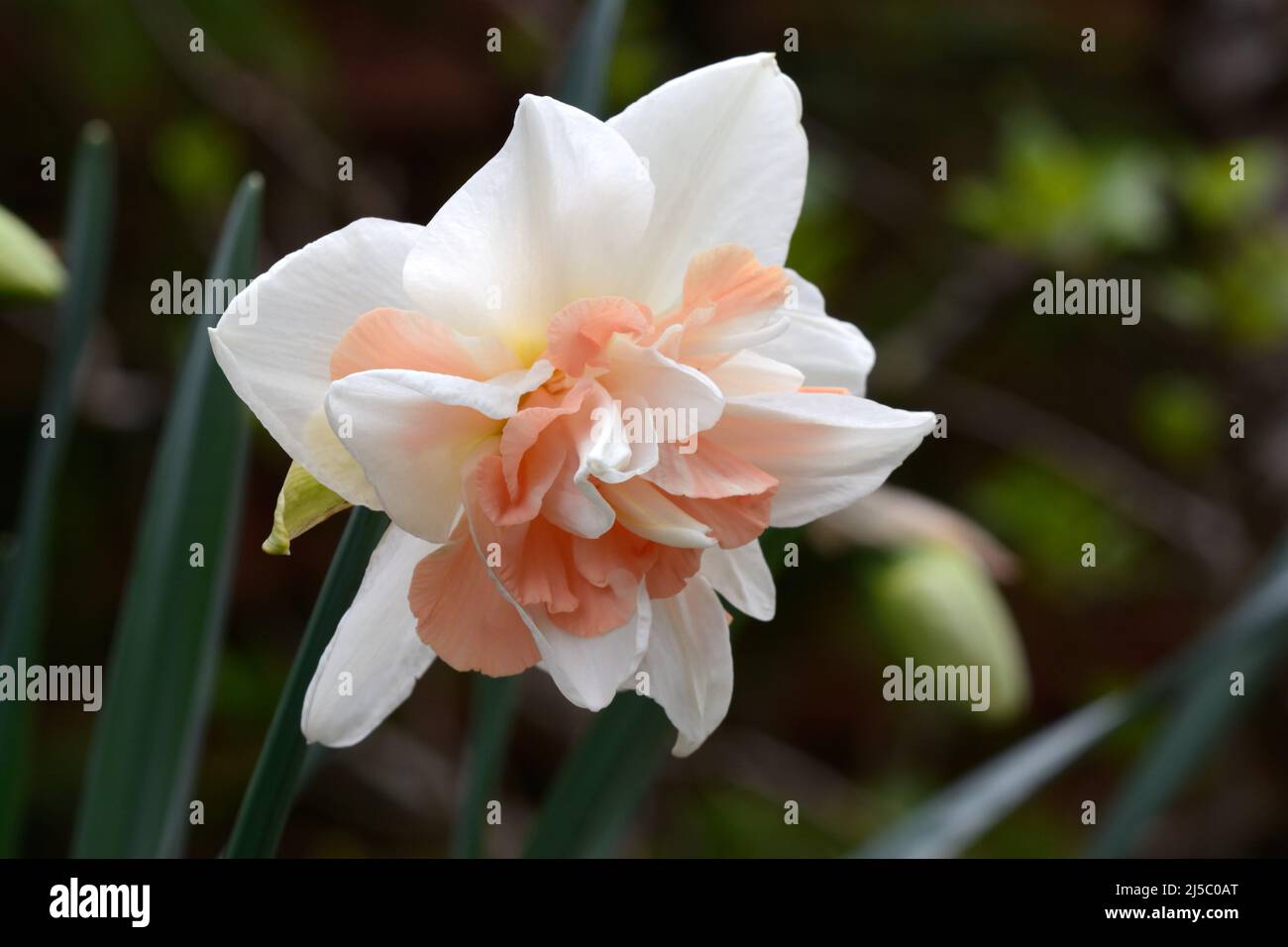 Narcissus Replete Daffodil Repleate flower bloom Stock Photo