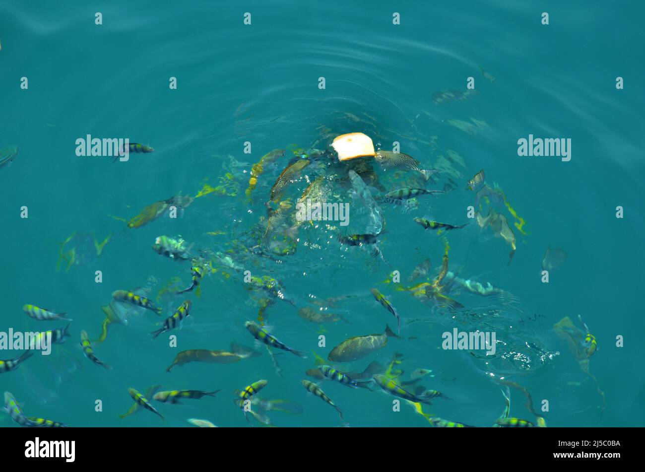 Clownfish or anemonefish and saltwater marine fish eating food from