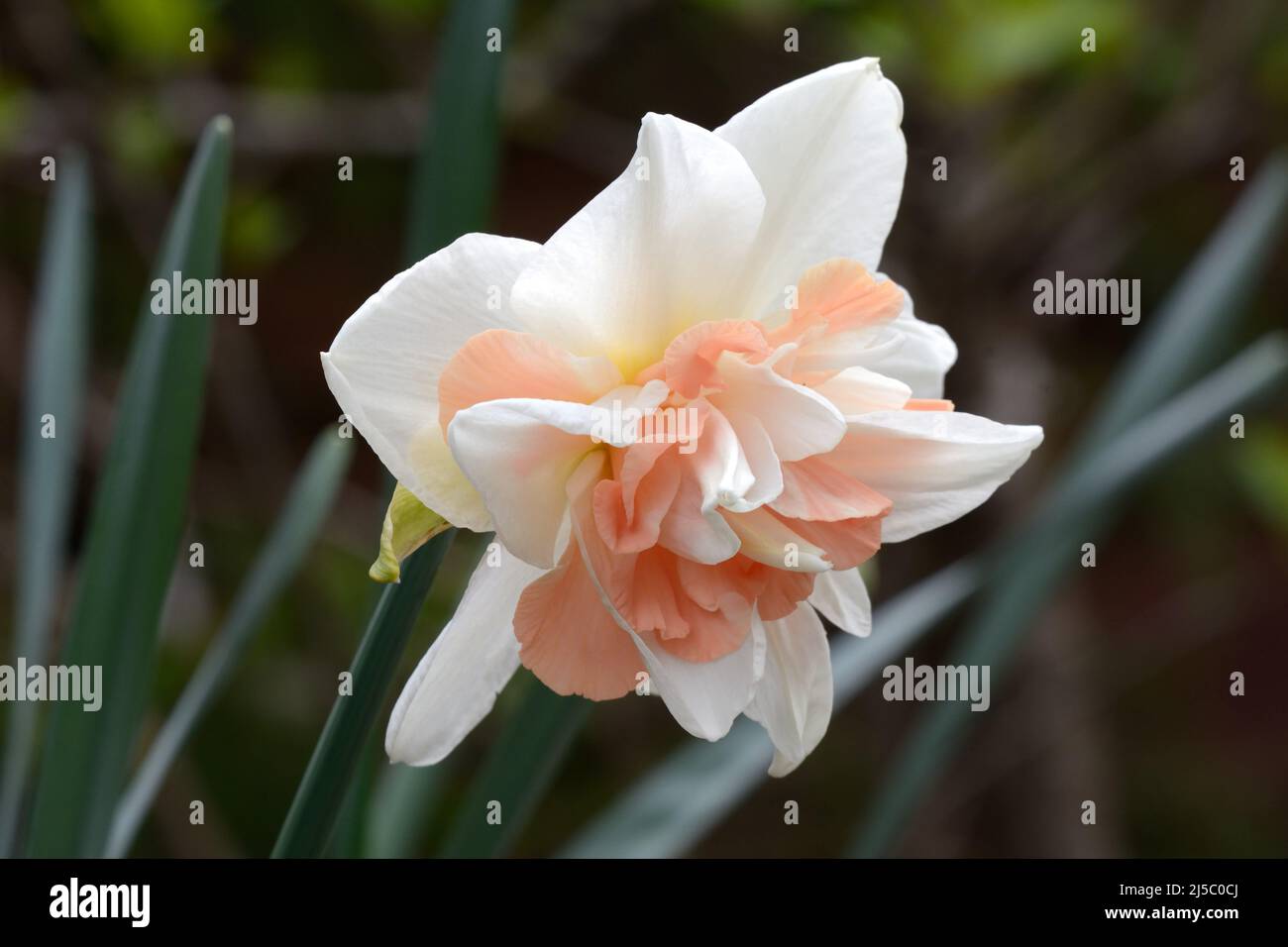 Narcissus Replete Daffodil Repleate flower bloom Stock Photo