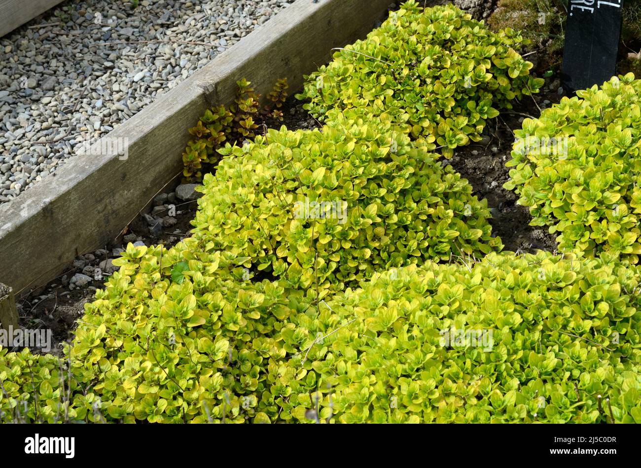 Golden marjoram herb growing in a kitchen garden Origanum majorana Aureum Stock Photo