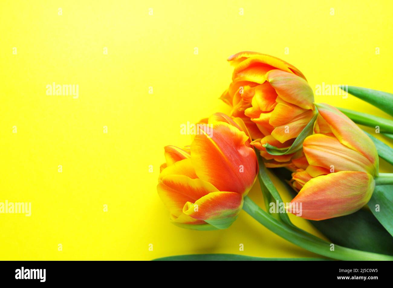 Bouquet of orange and yellow spring tulips and place for text for Mother's Day or Women on a yelow background. Top view flat style. Stock Photo