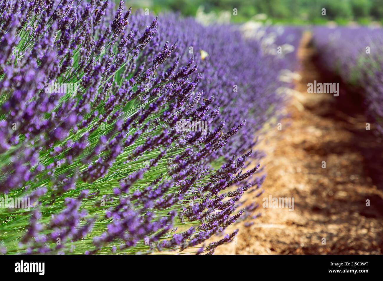 Elegantly long flower stems of lavender, extending far above mound of bright green leaves, summertime. Vaucluse, Provence, France Stock Photo