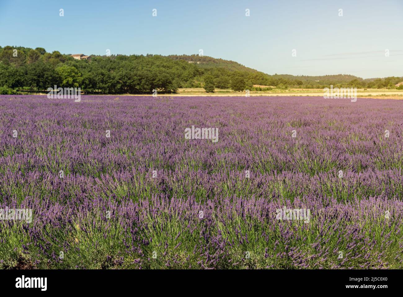 Fields of mounds of young pale purple lavender, green stems, behind them yellow grass scorched by Provencal sun. Provence, France Stock Photo