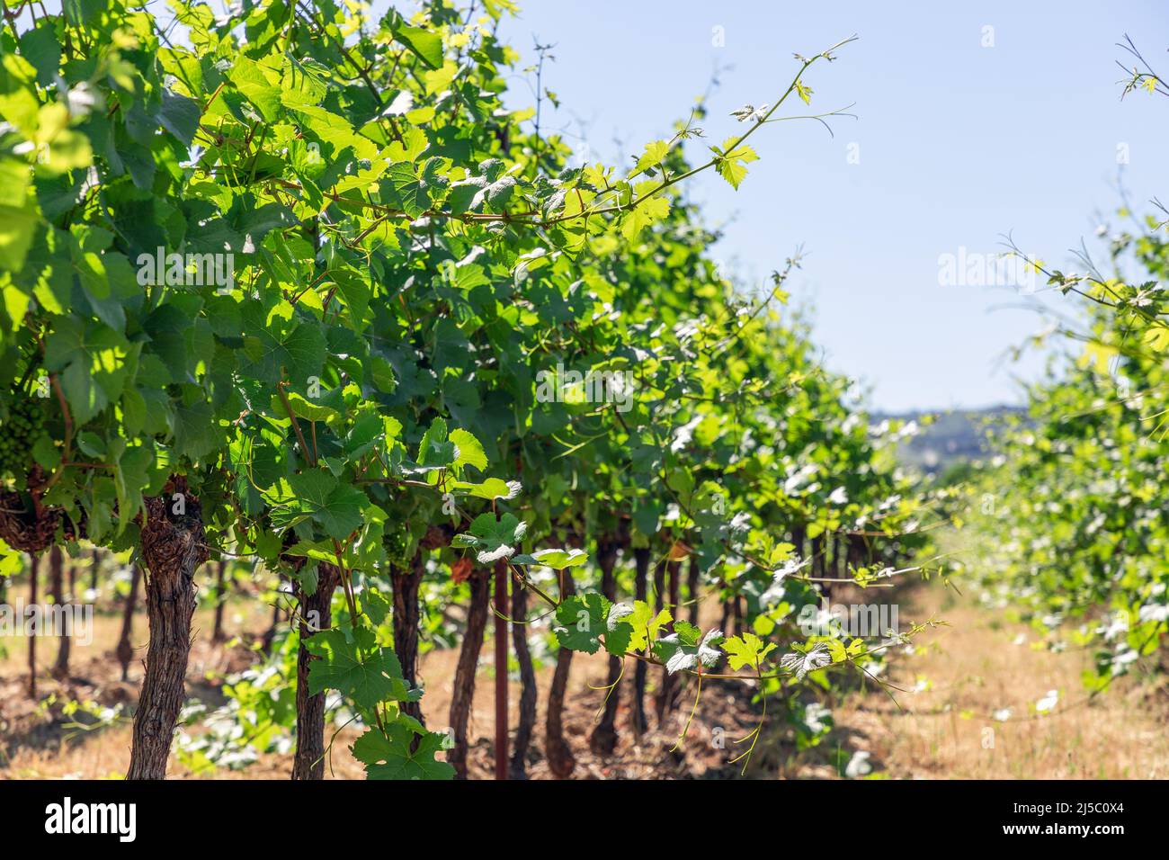 Low vineyard bushes with lush green foliage, young clusters of small grapes and vigorous shoots stretching towards sun on yellow soil of Provence Stock Photo