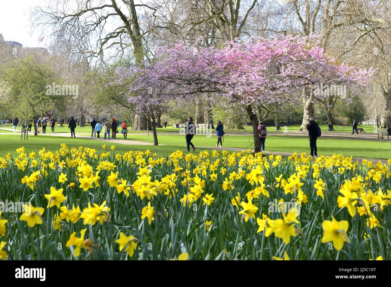 London, England, UK. Spring flowers and blossom in St James's Park, 17th March 2022 Stock Photo