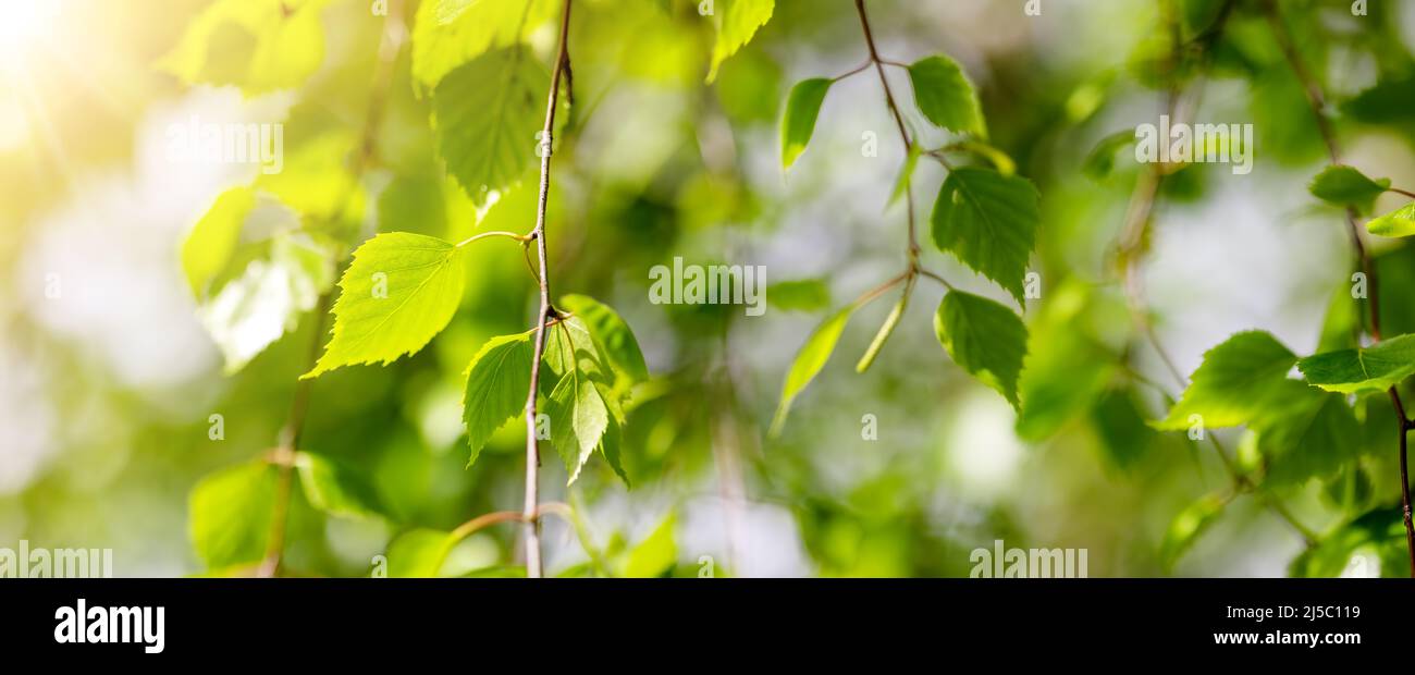 Free Images : tree, grass, branch, lawn, leaf, green, birch