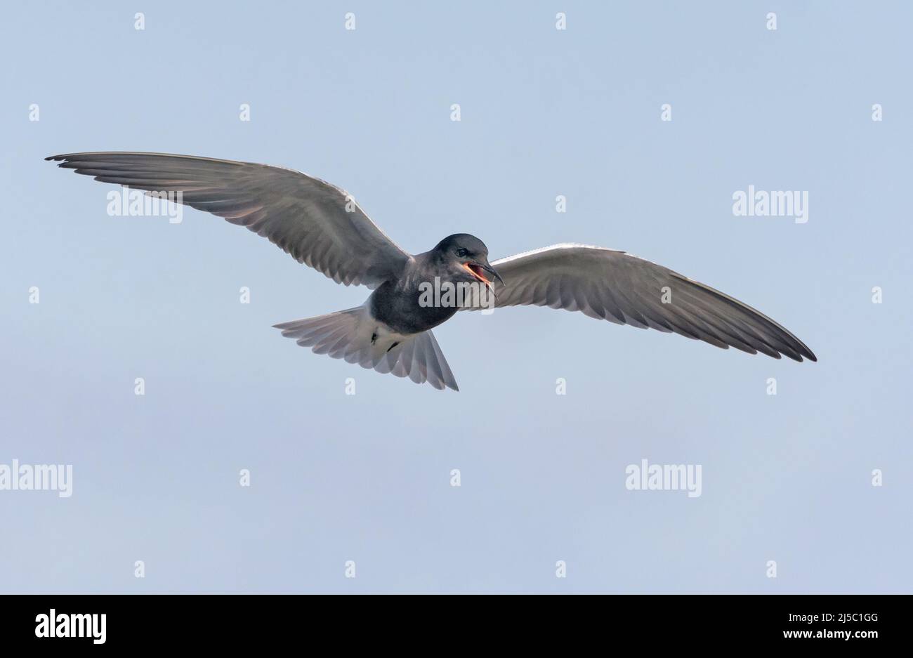 Adult Black tern (Chlidonias niger) soars in blue sky and calls harsh alarm Stock Photo