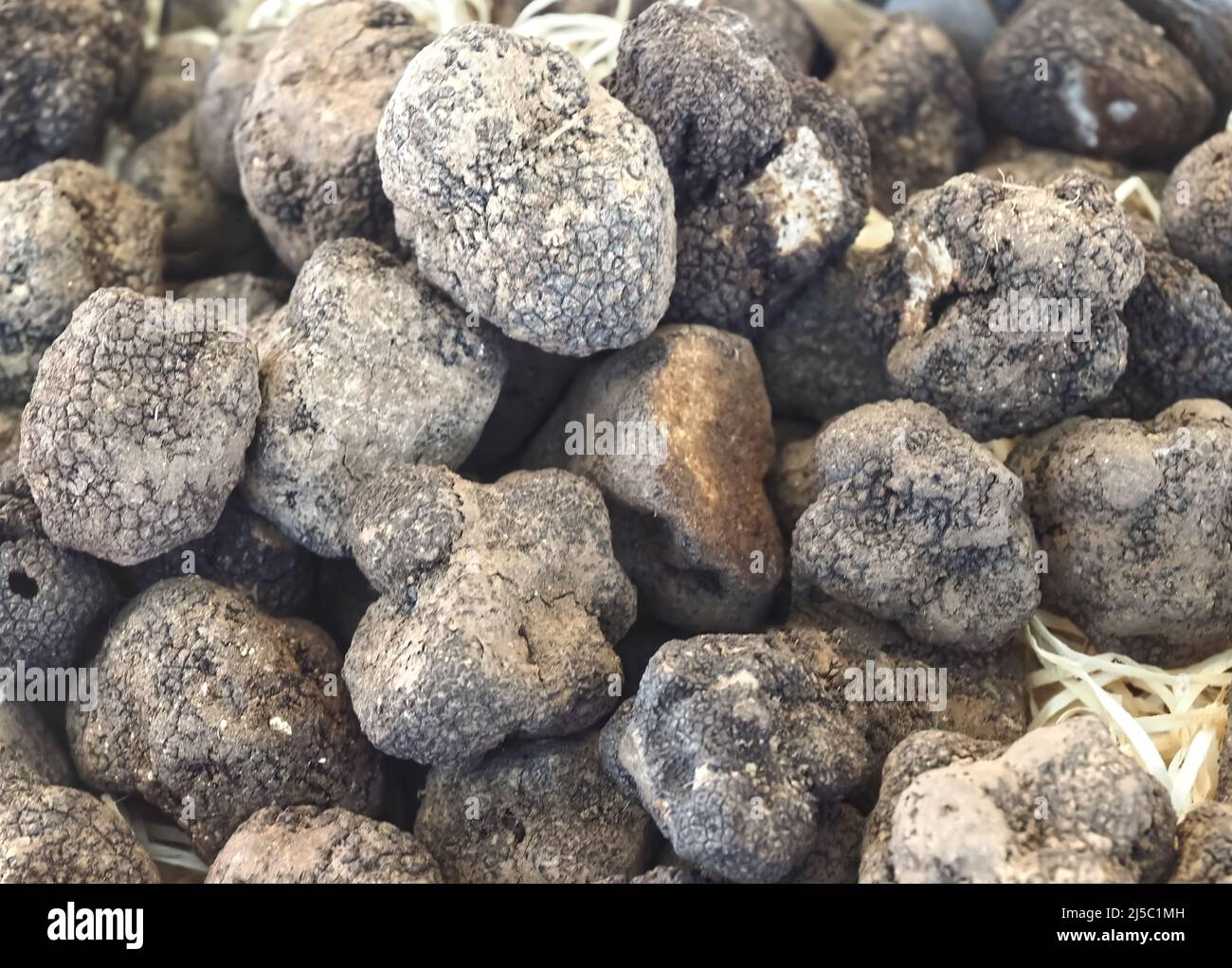 Group of delicious raw whole truffle Stock Photo