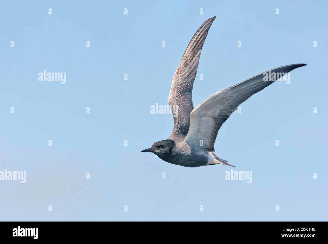 Adult Black tern (Chlidonias niger) flying in blue sky with lifted wings Stock Photo