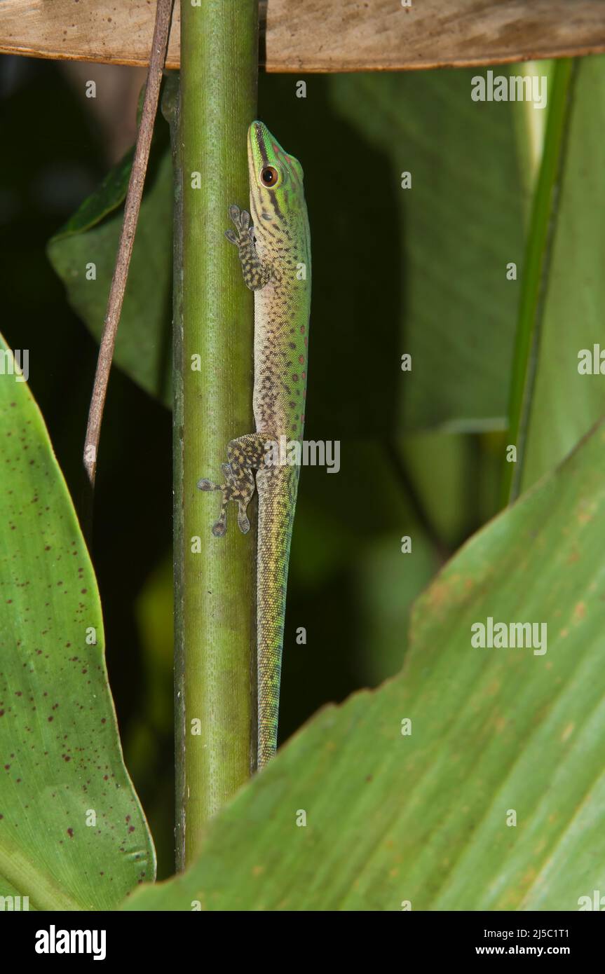 Madagascar Day Gecko (Phelsuma madagascarensis), Madagascar Stock Photo