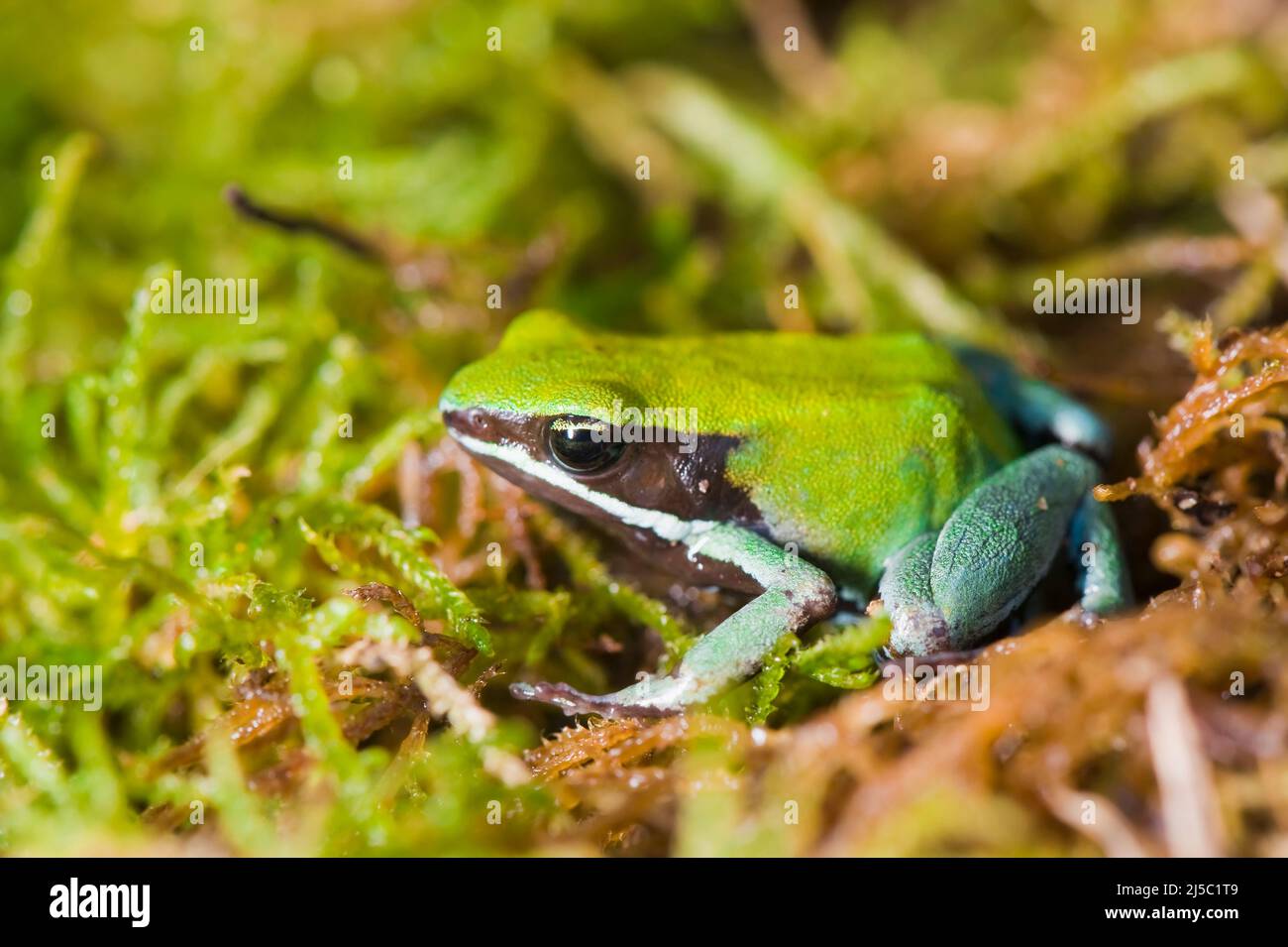 Green Mantella (Mantella viridis), Madagascar Stock Photo