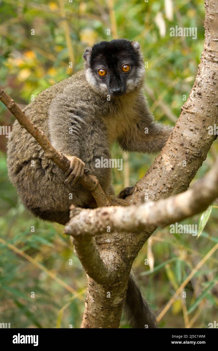 Common Brown Lemur (Eulemur fulvus), Near Threatened, IUCN Stock Photo