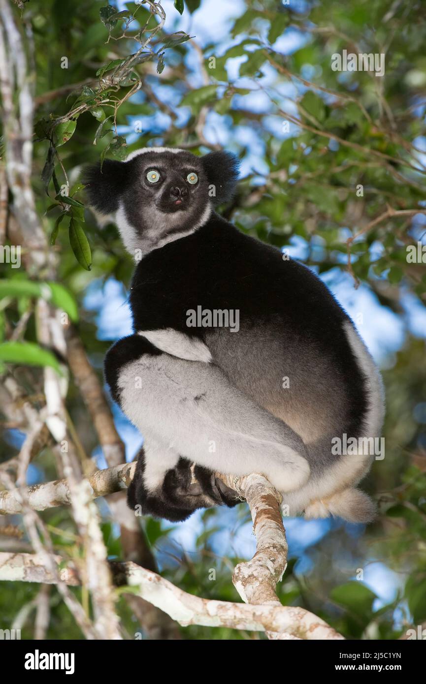 Indri or Babakoto (Indri indri) sitting in a tree, Perinet ...