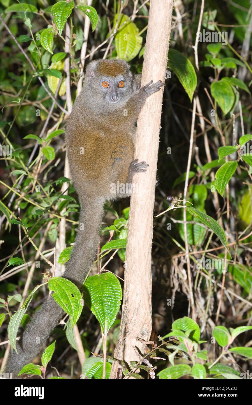 Eastern Lesser Bamboo Lemur also known as Gray Bamboo Lemur or Gray Gentle Lemur (Hapalemur griseus), Endemic, Vulnerable, IUCN 2008, Madagascar Stock Photo