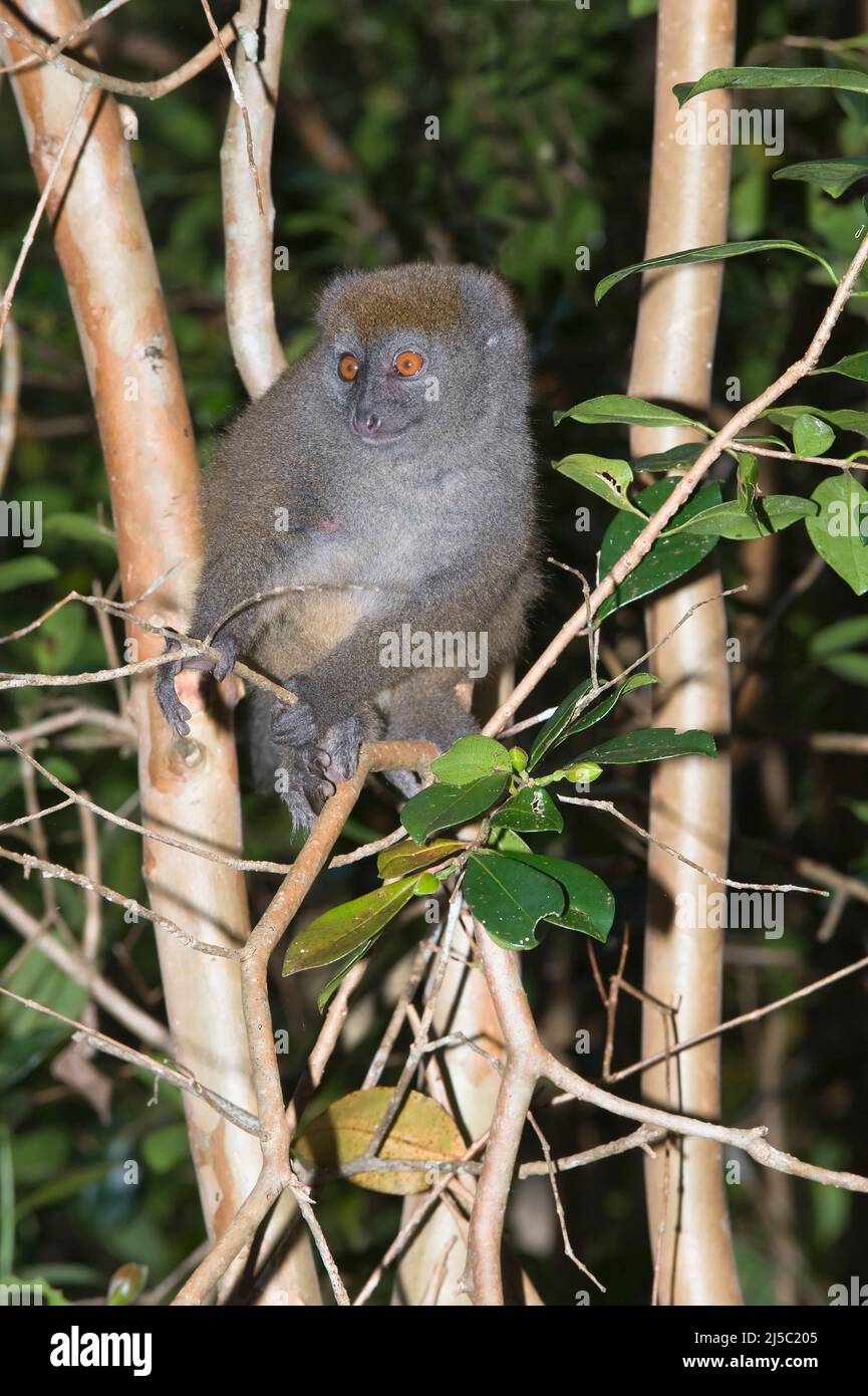 Eastern Lesser Bamboo Lemur also known as Gray Bamboo Lemur or Gray Gentle Lemur (Hapalemur griseus), Endemic, Vulnerable, IUCN 2008, Madagascar Stock Photo