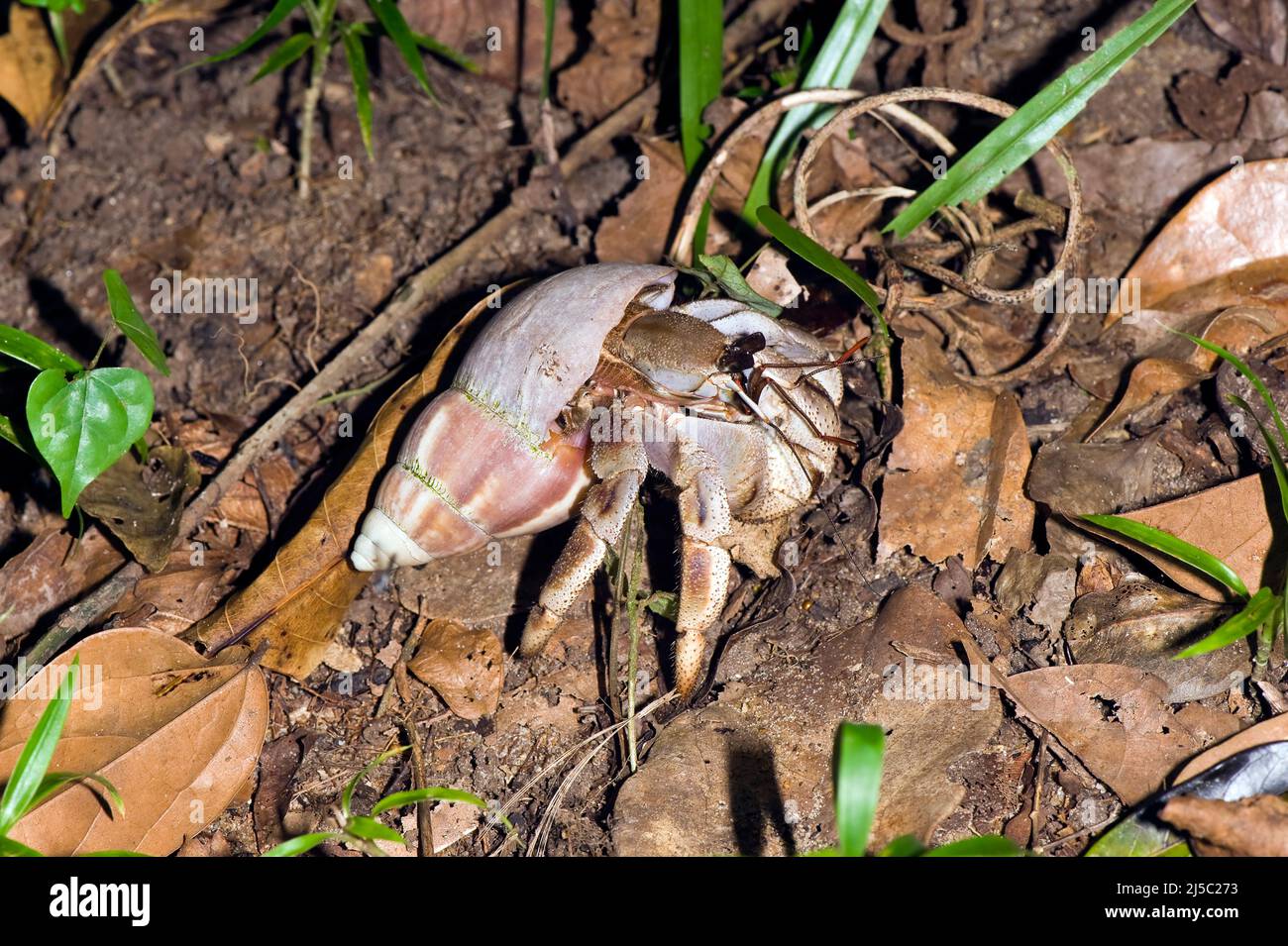 Terrestrial hermit crab (Coenobita sp.), Nosy Mangabe, Maroantsetra, Madagascar Stock Photo
