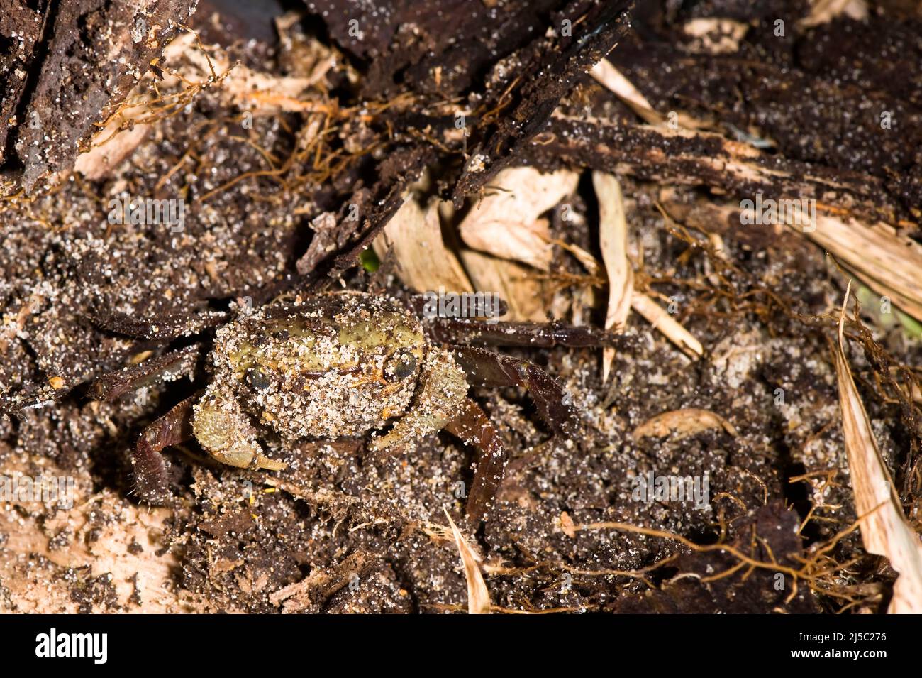 Madagascar Land Crab, Nosy Mangabe, Maroantsetra, Madagascar Gecarcinidae (crabe terrrestre), Nosy Mangabe, Maroantsetra, Madagascar Stock Photo